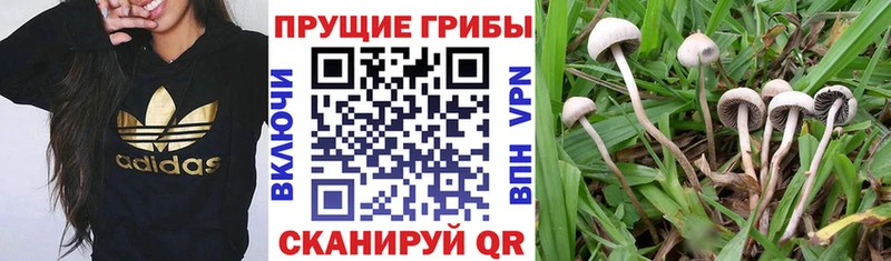 где найти наркотики  Алагир  нарко площадка состав  Галлюциногенные грибы ЛСД 